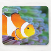 Clownanemonefisch Mousepad (Vorne)