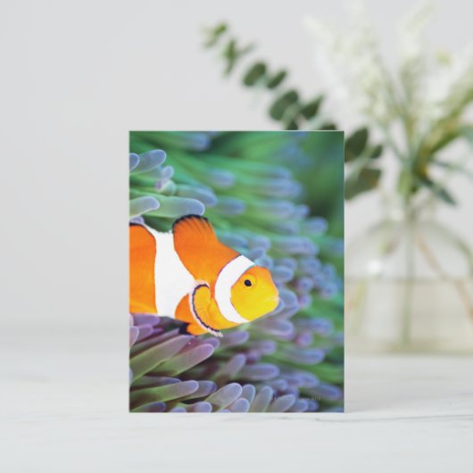 Clownanemonefisch Postkarte (Stehend Vorderseite)