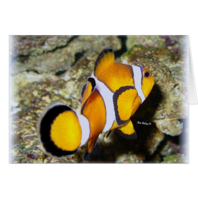 Clownfisch (Vorderseite (Horizontal))