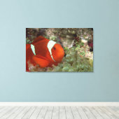 Clownfisch 2 leinwanddruck (Insitu (Holzboden))