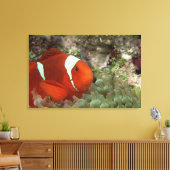 Clownfisch 2 leinwanddruck (Insitu (Wohnzimmer))