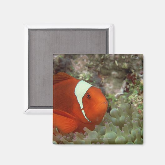 Clownfisch 2 magnet (Vorderseite/Rückseite)