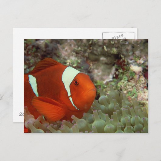 Clownfisch 2 postkarte (Vorne/Hinten)