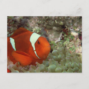 Clownfisch 2 postkarte