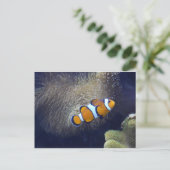 Clownfisch, 2 postkarte (Stehend Vorderseite)