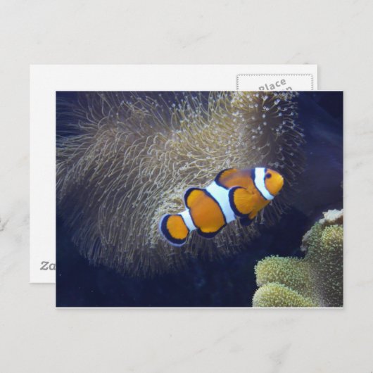 Clownfisch, 2 postkarte (Vorne/Hinten)
