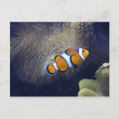 Clownfisch, 2 postkarte (Vorderseite)