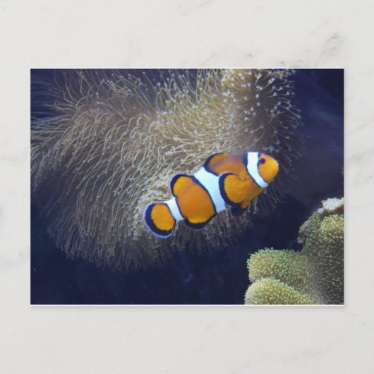 Clownfisch, 2 postkarte (Vorderseite)
