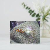 Clownfisch 3 postkarte (Stehend Vorderseite)
