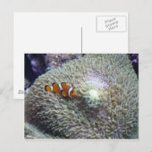 Clownfisch 3 postkarte (Vorne/Hinten)