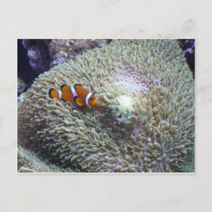 Clownfisch 3 postkarte