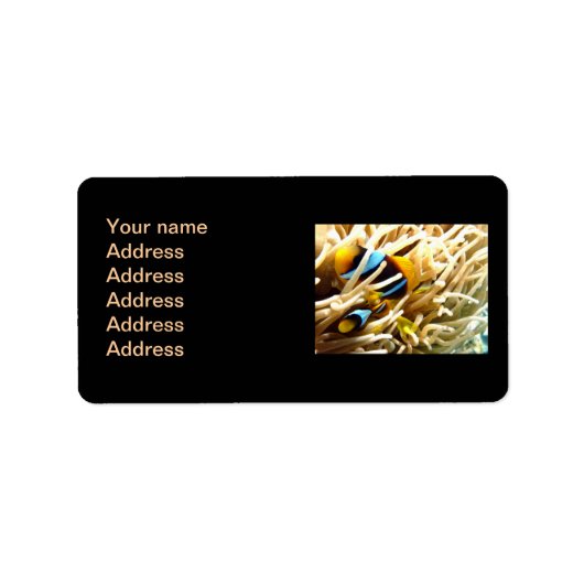 Clownfisch Adressaufkleber (Vorne)