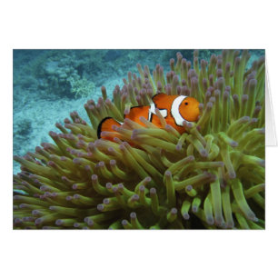 Clownfisch (Amphiprion ocellaris)