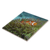 Clownfisch (Amphiprion ocellaris) Fliese (Seite)