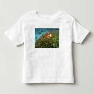 Clownfisch (Amphiprion ocellaris) Kleinkind T-shirt