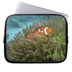 Clownfisch (Amphiprion ocellaris) Laptopschutzhülle