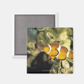 Clownfisch (Amphiprion ocellaris), Magnet (Vorderseite/Rückseite)