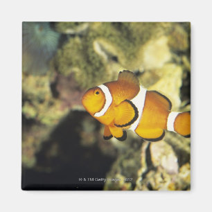 Clownfisch (Amphiprion ocellaris), Magnet