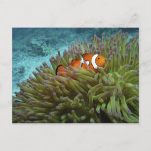 Clownfisch (Amphiprion ocellaris) Postkarte
