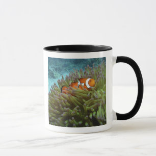 Clownfisch ( Amphiprion ocellaris ) Tasse