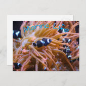 Clownfisch-Anemone Postkarte (Vorne/Hinten)