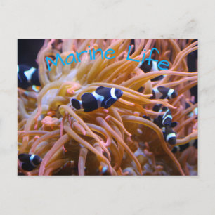 Clownfisch-Anemone Postkarte