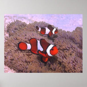 Clownfisch auf den Philippinen Poster