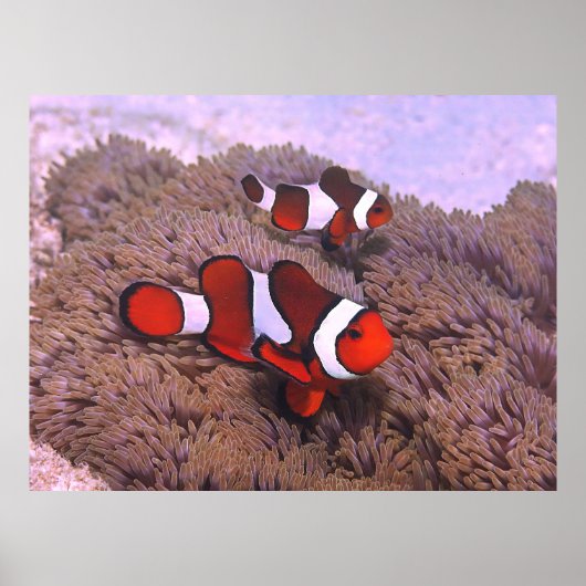 Clownfisch auf den Philippinen Poster (Vorne)