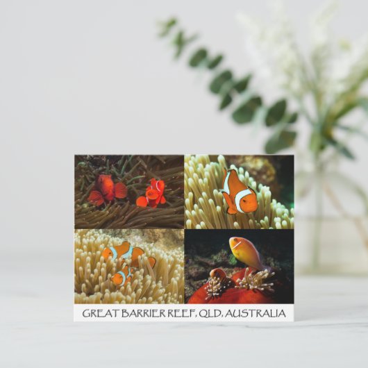 Clownfisch auf der Postkarte des Großen Barrier Re (Stehend Vorderseite)