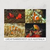 Clownfisch auf der Postkarte des Großen Barrier Re (Vorderseite)