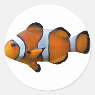 Clownfisch-Aufkleber Runder Aufkleber