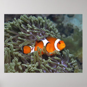 Clownfisch aus Koh Lipe Poster