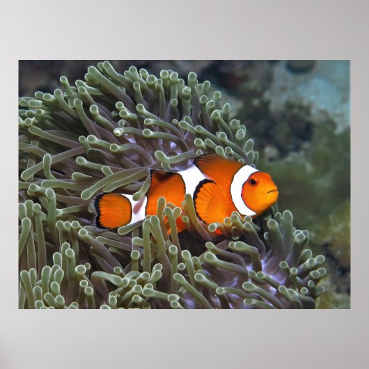 Clownfisch aus Koh Lipe Poster (Vorne)