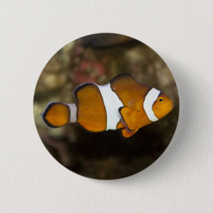 Clownfisch Button