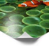 Clownfisch Foto drucken (Ecke)