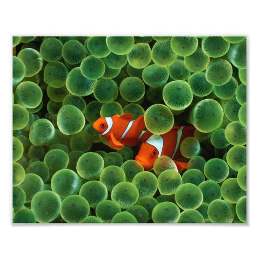 Clownfisch Foto drucken (Vorne)