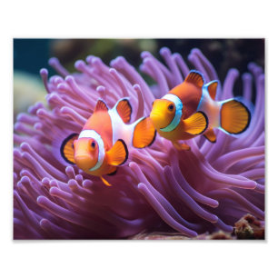 Clownfisch-Fotoabzug Fotodruck