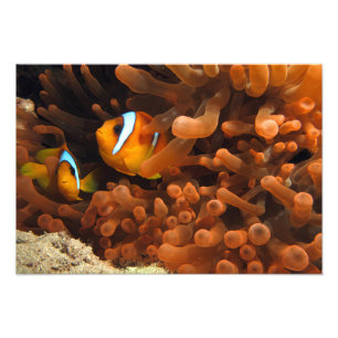 Clownfisch-Fotoabzug Fotodruck