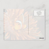 Clownfisch im Meeresaquarium Postkarte (Rückseite)