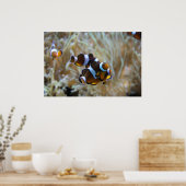 Clownfisch im Riff Poster (Küche)