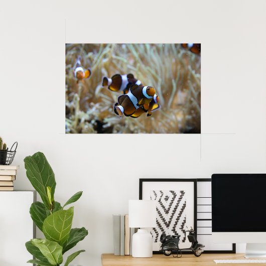 Clownfisch im Riff Poster (Heimbüro)