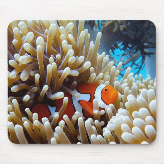 Clownfisch in einem Korallenriff Mousepad (Vorne)