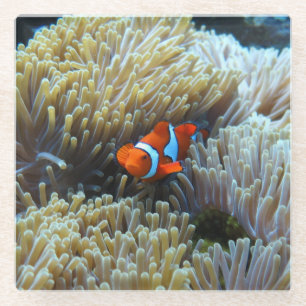 Clownfisch in einem Korallenriff-Untersetzer Glasuntersetzer