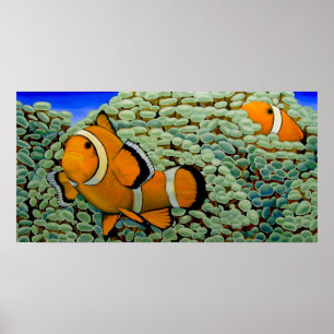 Clownfisch in Frogspawn Coral Poster
