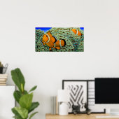 Clownfisch in Frogspawn Coral Poster (Heimbüro)