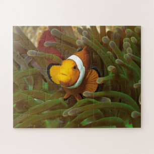 Clownfisch in grüner Anemone. Korallenriff Raja Am Puzzle