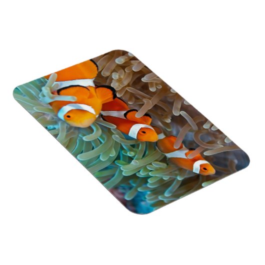 Clownfisch Magnet (Rechte Seite)