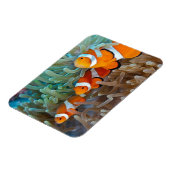 Clownfisch Magnet (Linke Seite)
