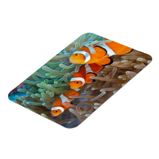 Clownfisch Magnet (Linke Seite)