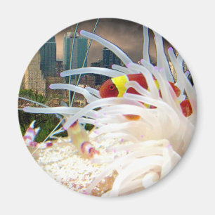 Clownfisch Magnet